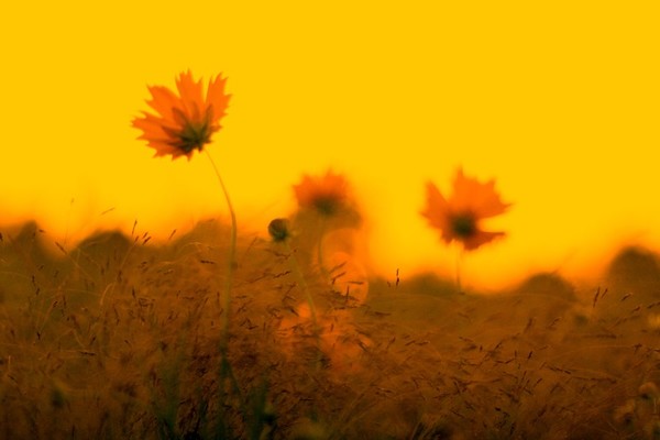 Blazing Coreopsis