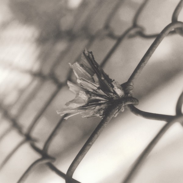 Fence flower