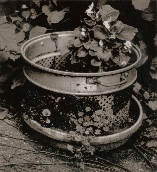 Flower Pot