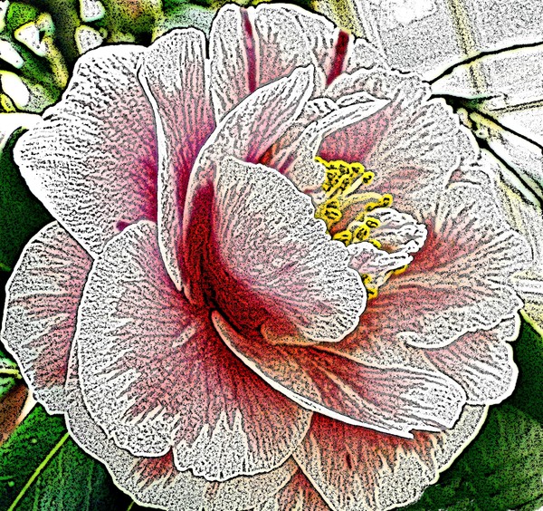 A Flower