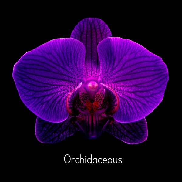 Orchidaceous