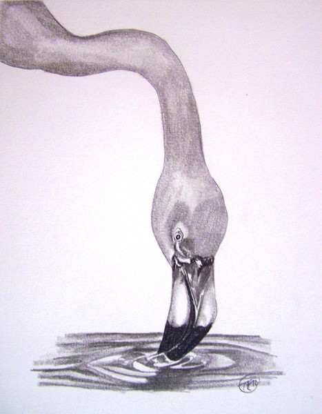 Flamingo