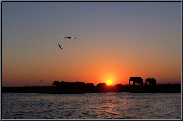 Elephant sunset 4