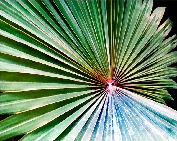 Fan Palm