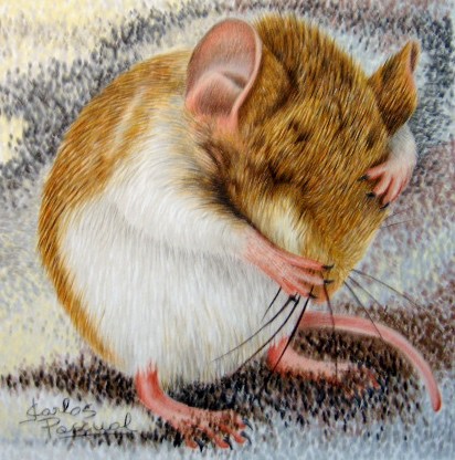 Beach mouse