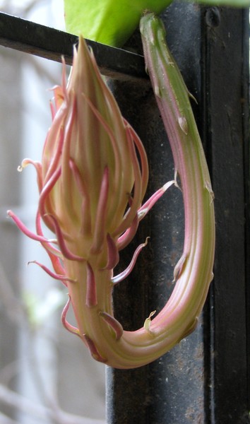 bramhakamal