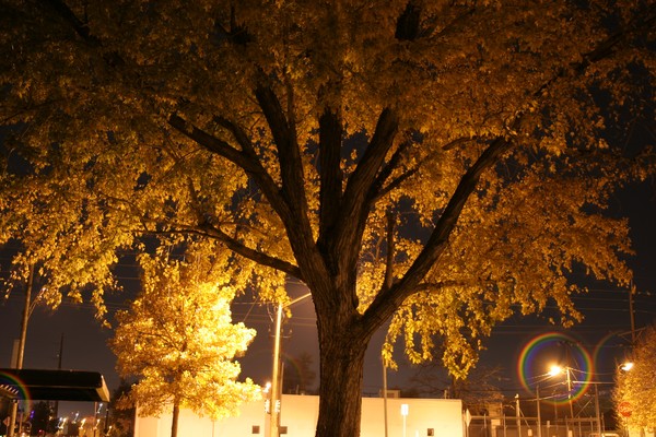 My dancing tree friend