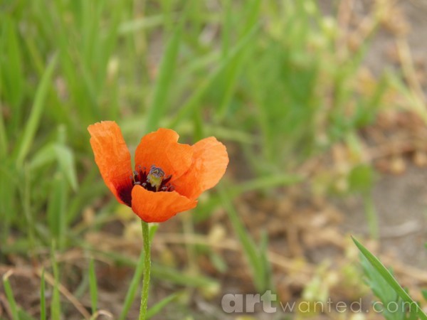 Poppy