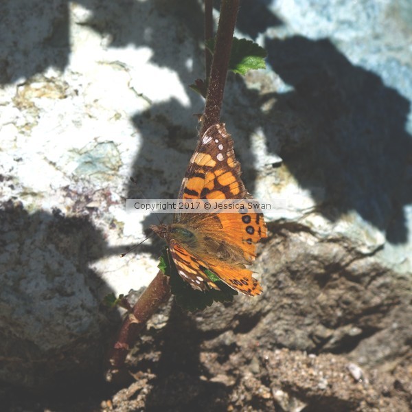 Moth on Tomato Plant