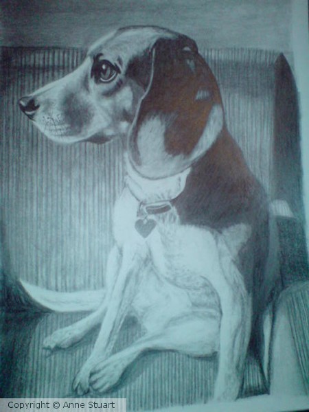 Jess the Beagle