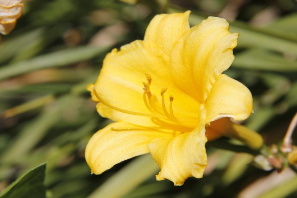 Day Lily