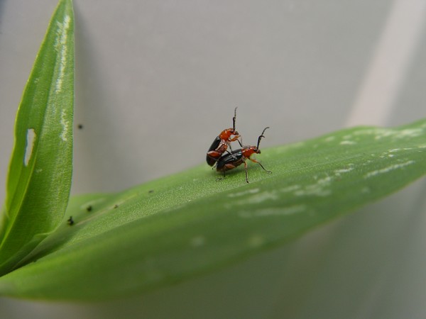 Love bugs...