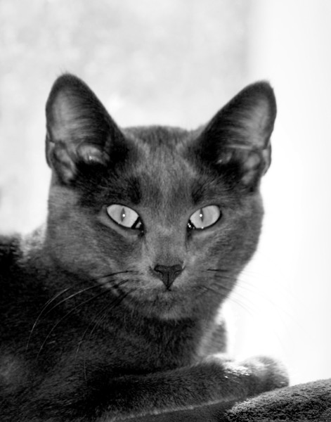 Pook Black and White