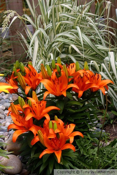 Orange Lily, ne1167