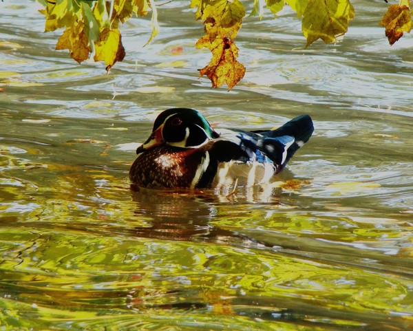 Wood Duck 1879 8