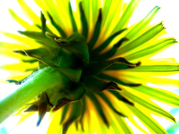 dandelion 1