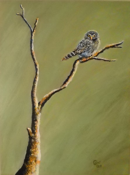 Owl on a Branch