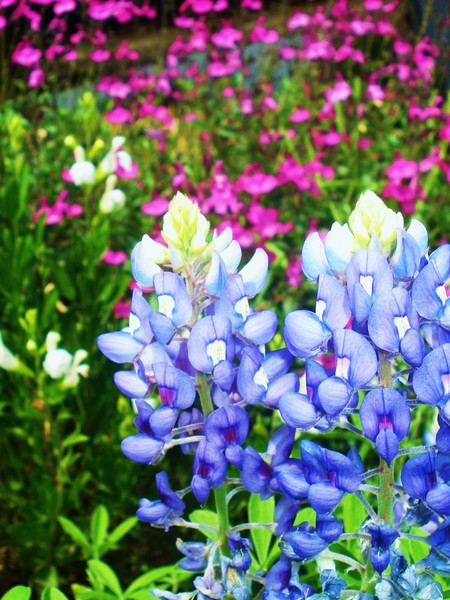 Bluebonnets