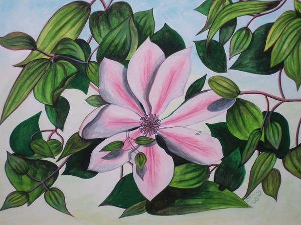 Clematis