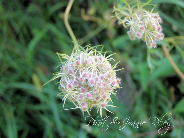 queen annes lace closed
