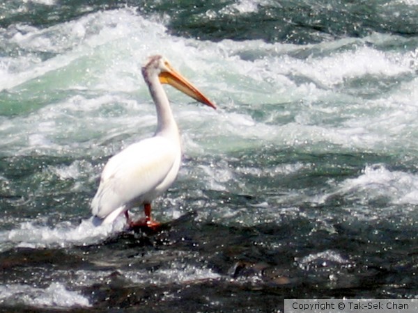 American White Pelican, Yellowstone National Park