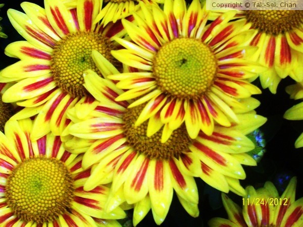 Gazania rigens