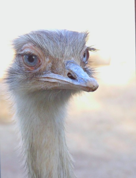 nandu