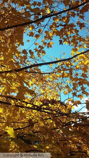 Autumn's Beauty