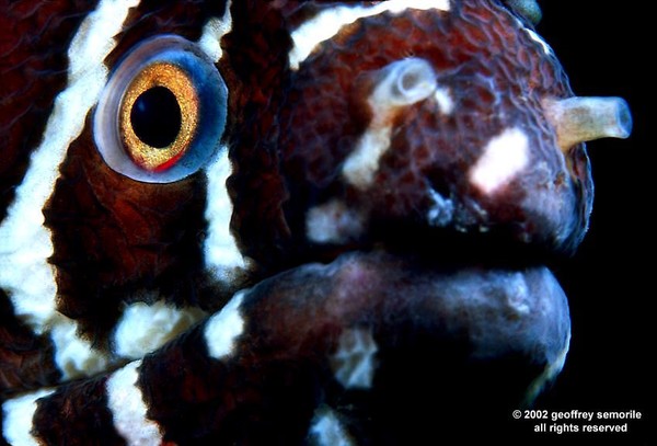 ZEBRA MORAY EEL