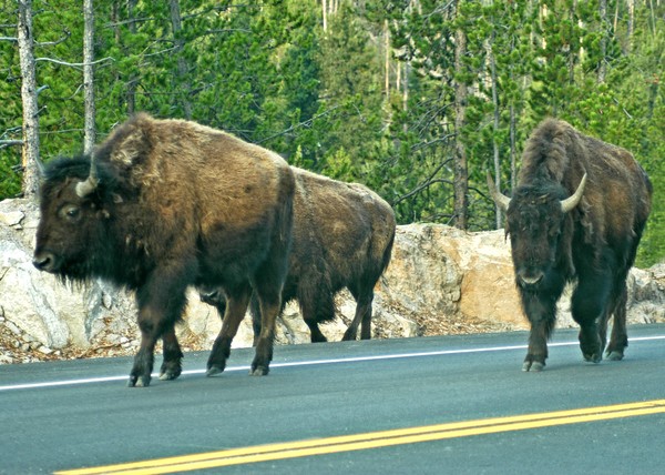BIG BUFF   YELLOWSTONE