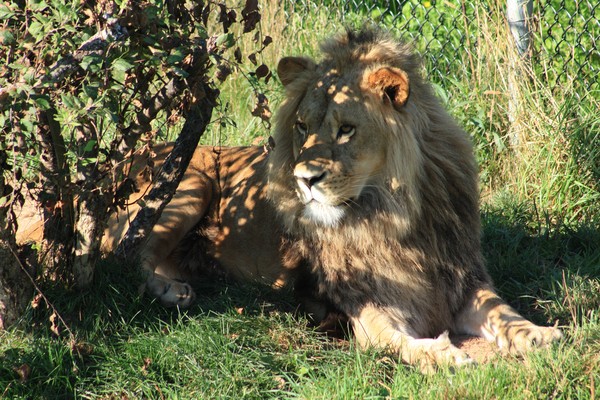Lion Around