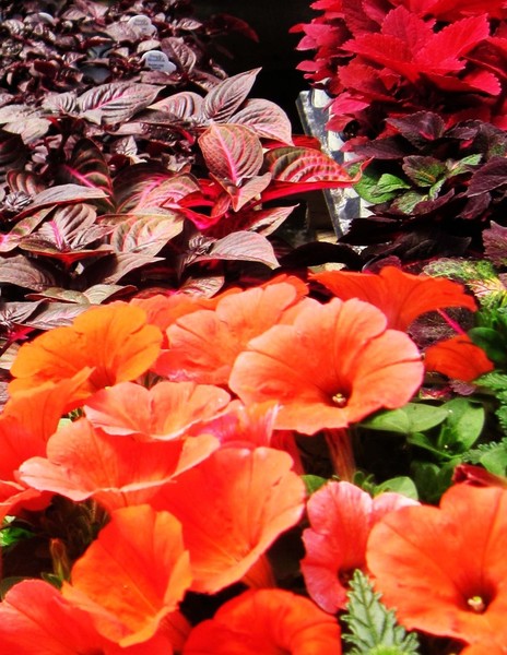Flower Drama, the fight for domanant red