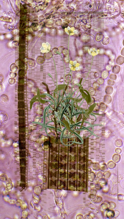 Amalgamated Fragmentation / Plastisphere-Plant 4