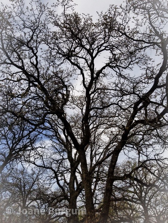 Branch Texture
