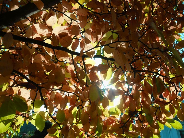 Autumn 21