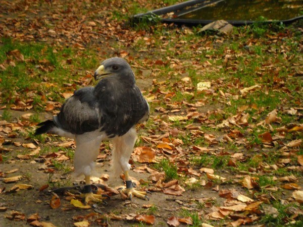Owls and birds of prey 12