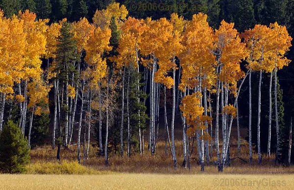 A Stand of Aspens in Autumn Colors