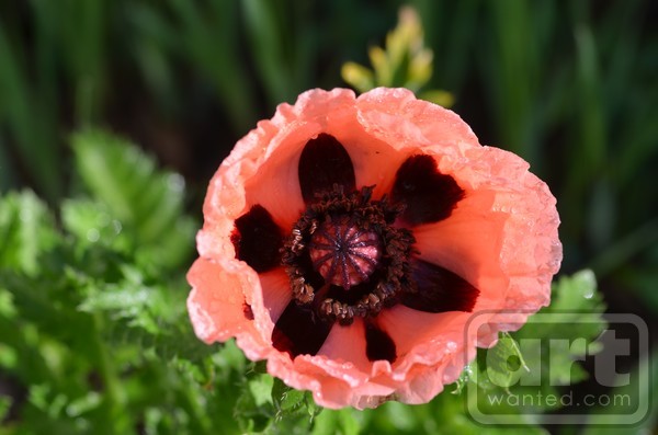 Pink Poppy