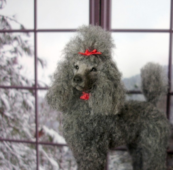 Grey Standard Poodle