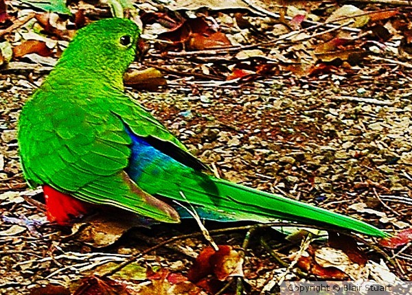 Australian Lorikeet