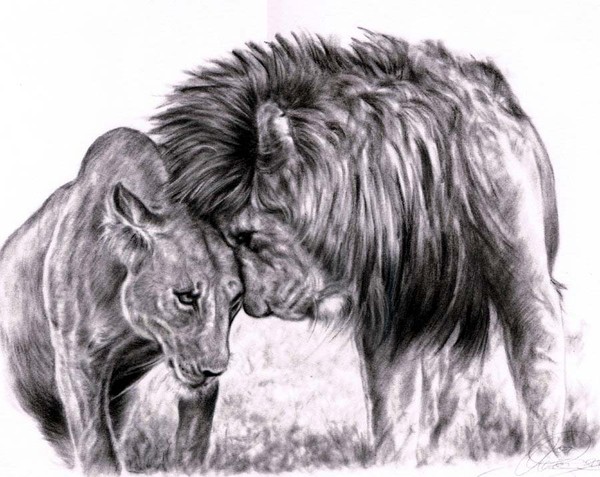 Lion in love, pastel art, by; Ole M. Hedeager, www