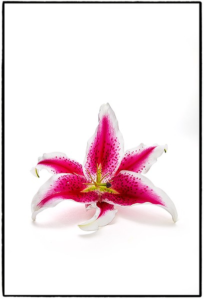 Asiatic Lily Number Two