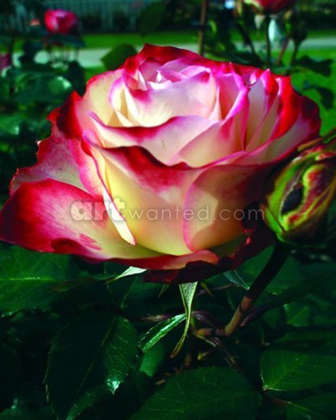 Rose beauty