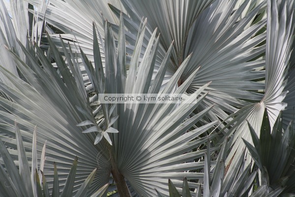 Silver Plated Palm