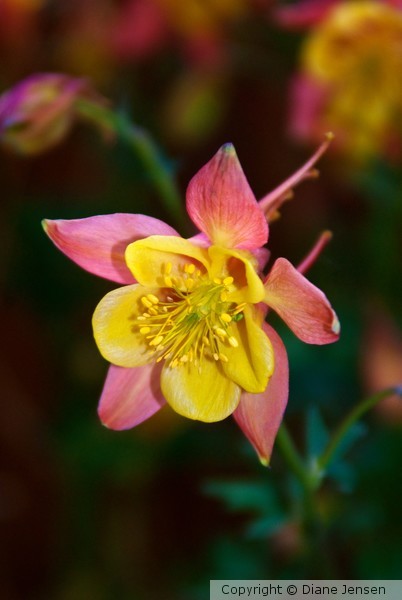 Colorado Columbine