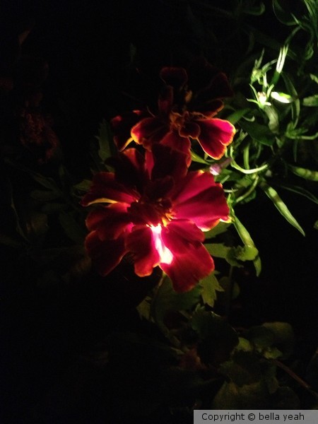 playing with light, marigold