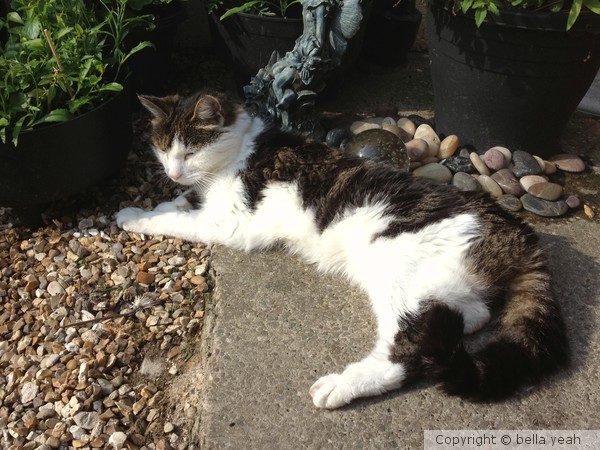 kitty, in the sun