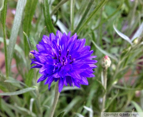 deep blue cornflower