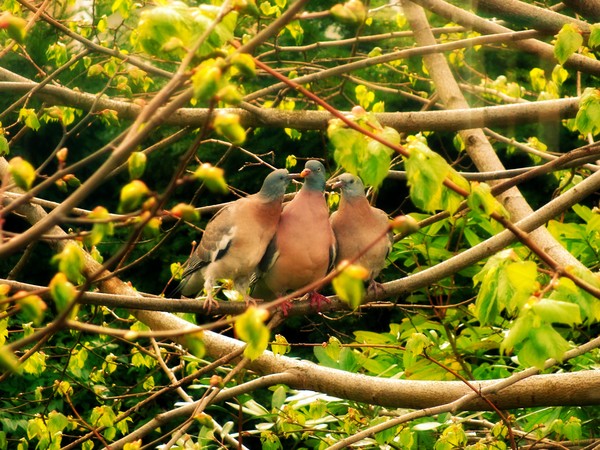 wood pigeon n babies