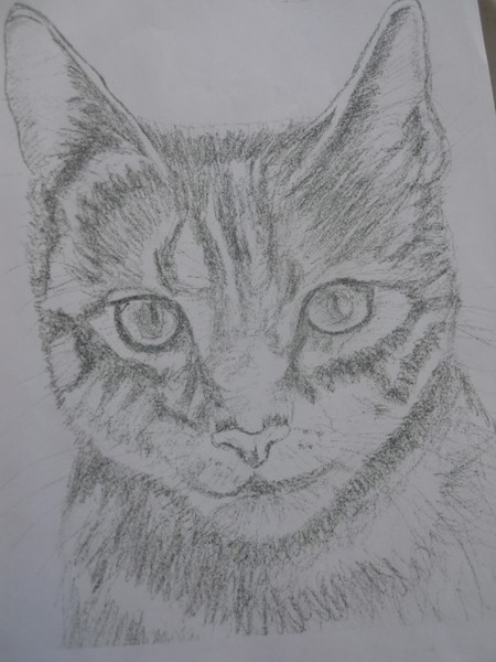 Kitty Cat